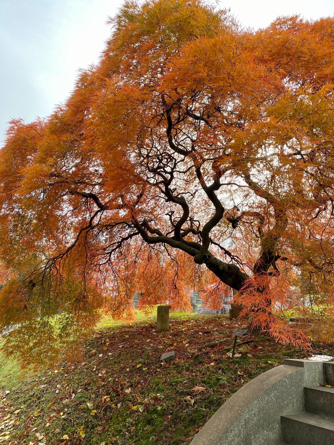 fall foliage in Green-Wood Cemetery, Brooklyn